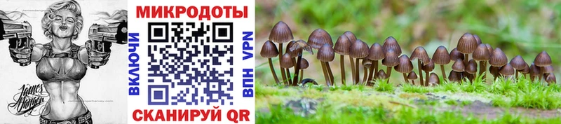 Купить  Фокино  Псилоцибиновые грибы Psilocybe 